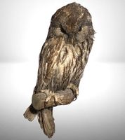 Antiker Waldkauz auf Ast 🦉 Eule Taxidermie Vintage Deko Rar