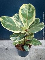 Ficus Lyrata Albo Variegata - Exklusive Sammlerpflanze
