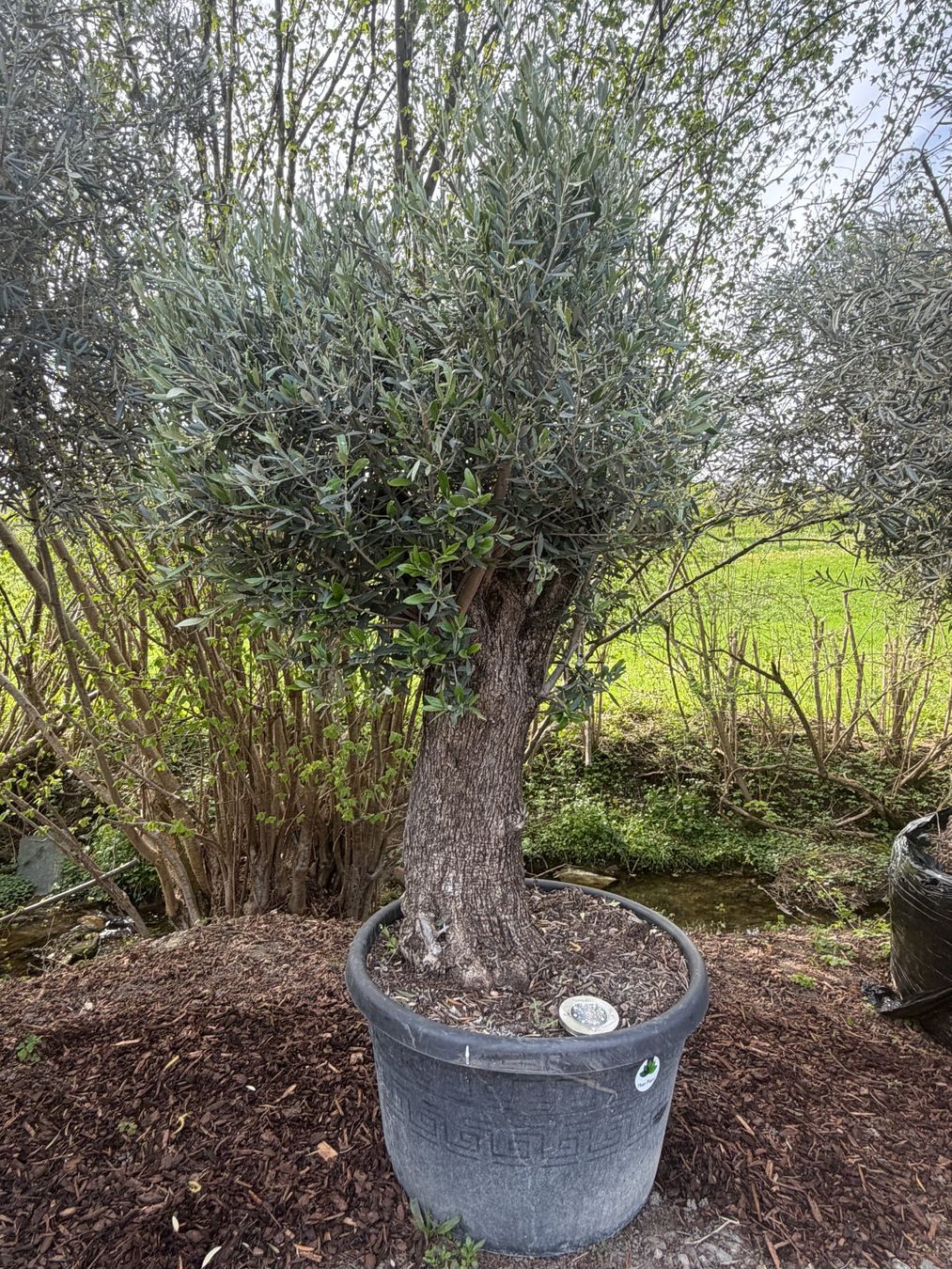 Pflanzen & Samen: Olivenbaum "Olea Europea 21" - Versand möglich – Neu (gemäss Beschreibung) aus Zuckenriet von Thur_Plant 2