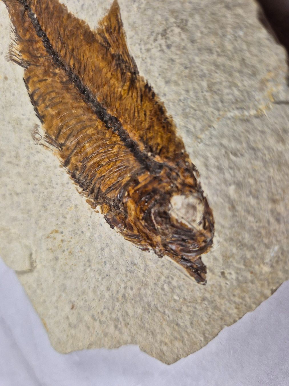 Fossili: Fossile ancien de poisson sur pierre calcaire – Usato da Sugnens venduto da Madteus82 2