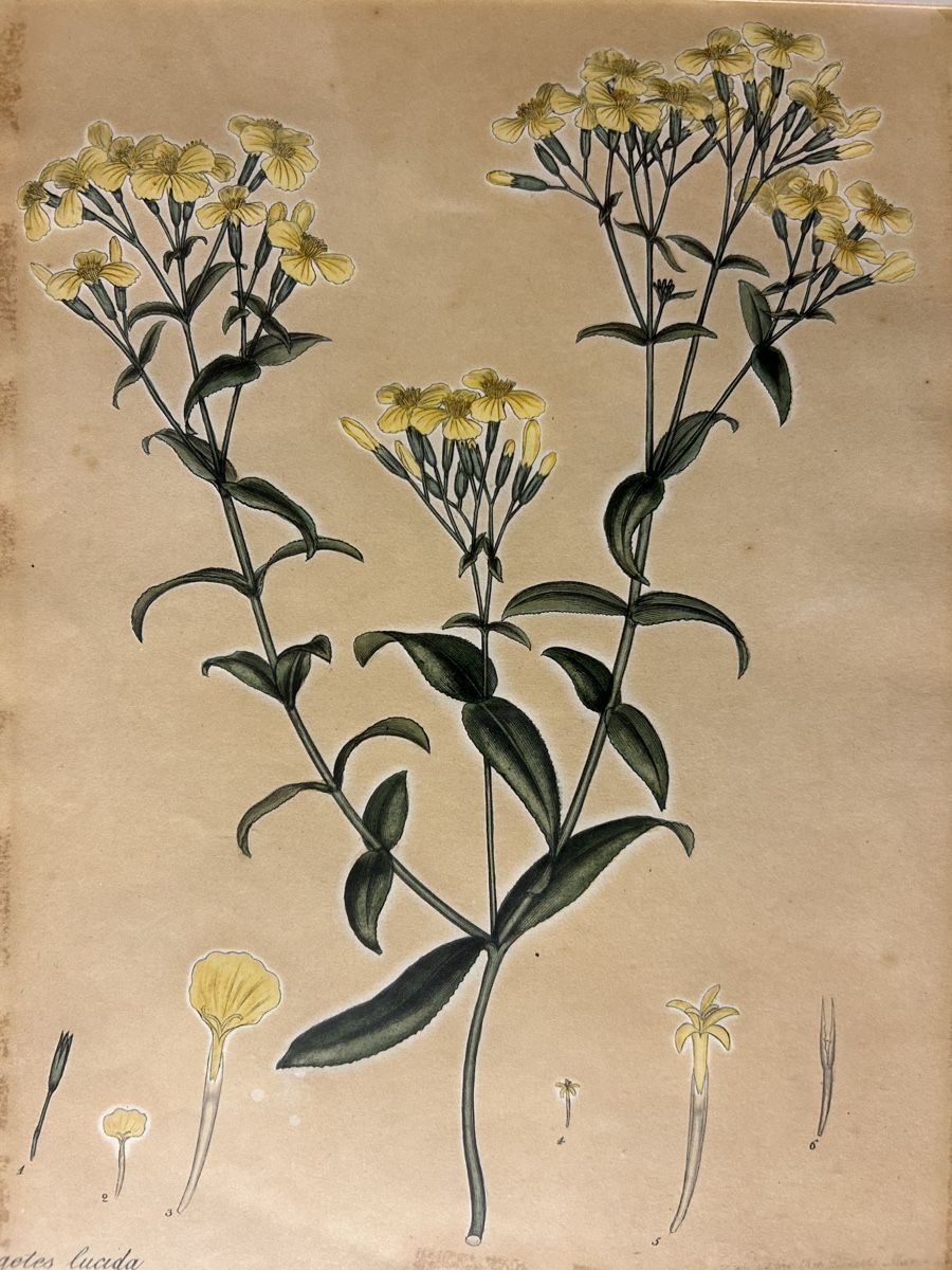 Incisioni: Antike Stich Botanisch Lucida gerahmt. – Usato da Lanzenhäusern venduto da vic63 2