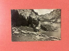 Alte Ansichtskarte Schafherde am Oeschinensee guter Zustand