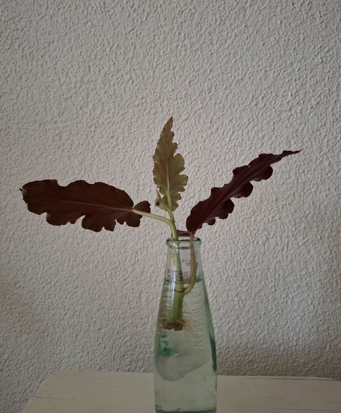 Pflanzen & Samen: Begonia Cracklin' Rosie Ableger – Neu (gemäss Beschreibung) aus Ballwil von Mirjam789 1