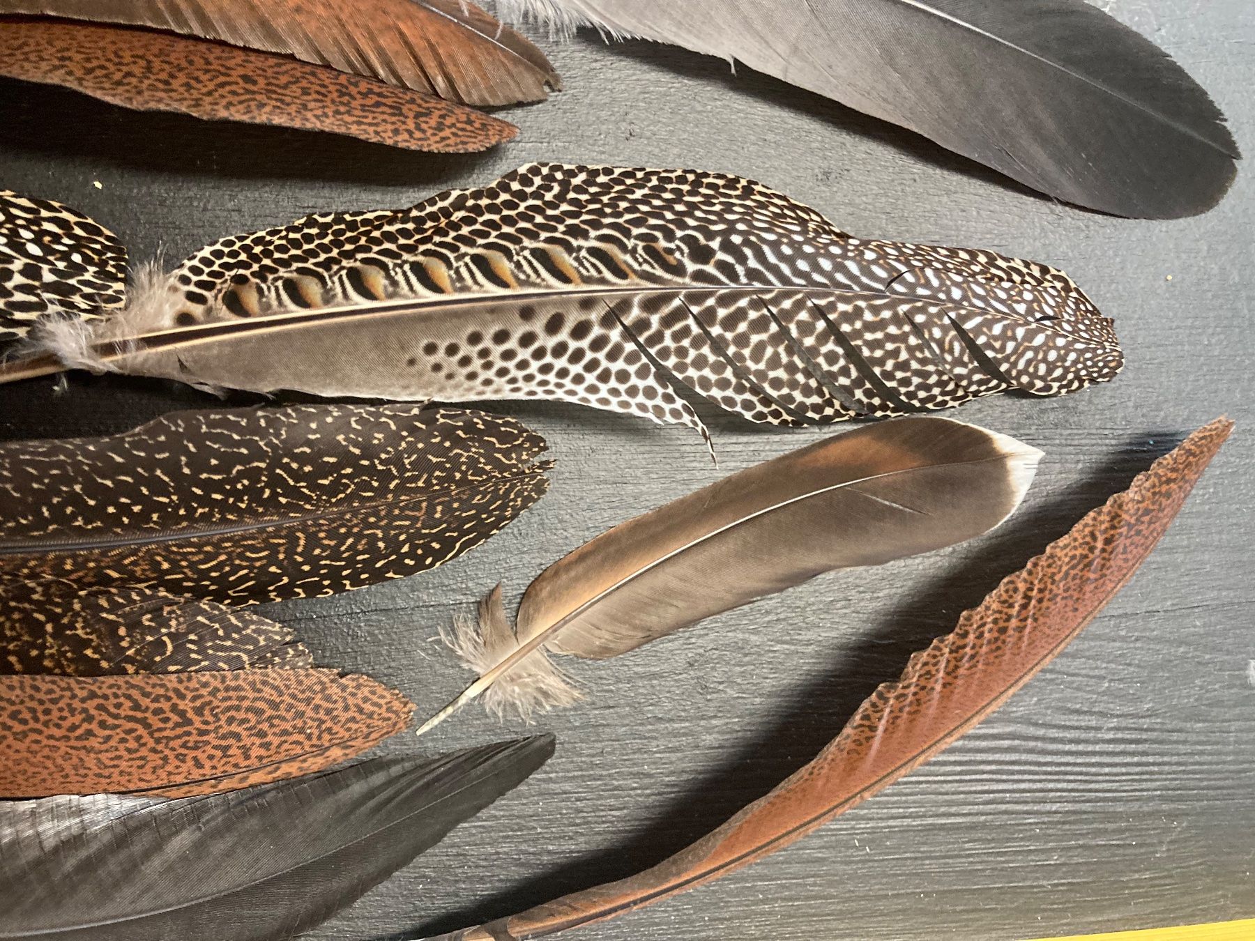 Welt der Tiere: Diverse Federn – Gebraucht aus Grosswangen von arum01 3