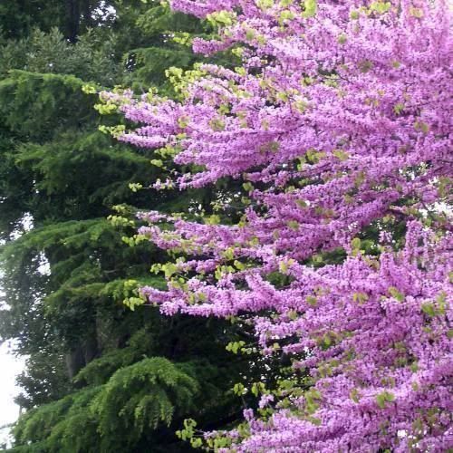 Piante & sementi: Arbre de Judée  2x 20cm  (cercis S.) – Nuovo e nell'imballaggio originale da Bremblens venduto da FIBONACCI369 5