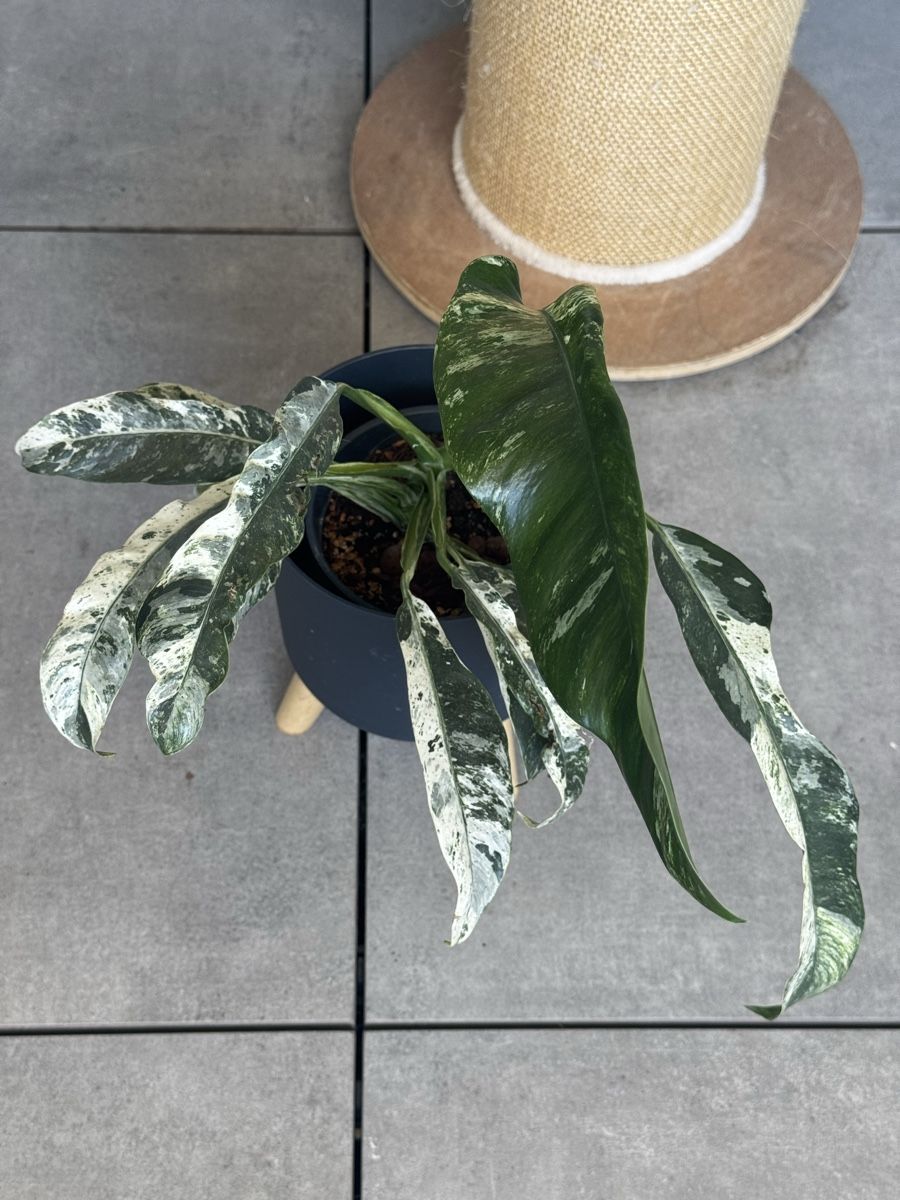 Pflanzen & Samen: Rhaphidophora puberula variegata – Gebraucht aus Bachenbülach von csp_6rns 1