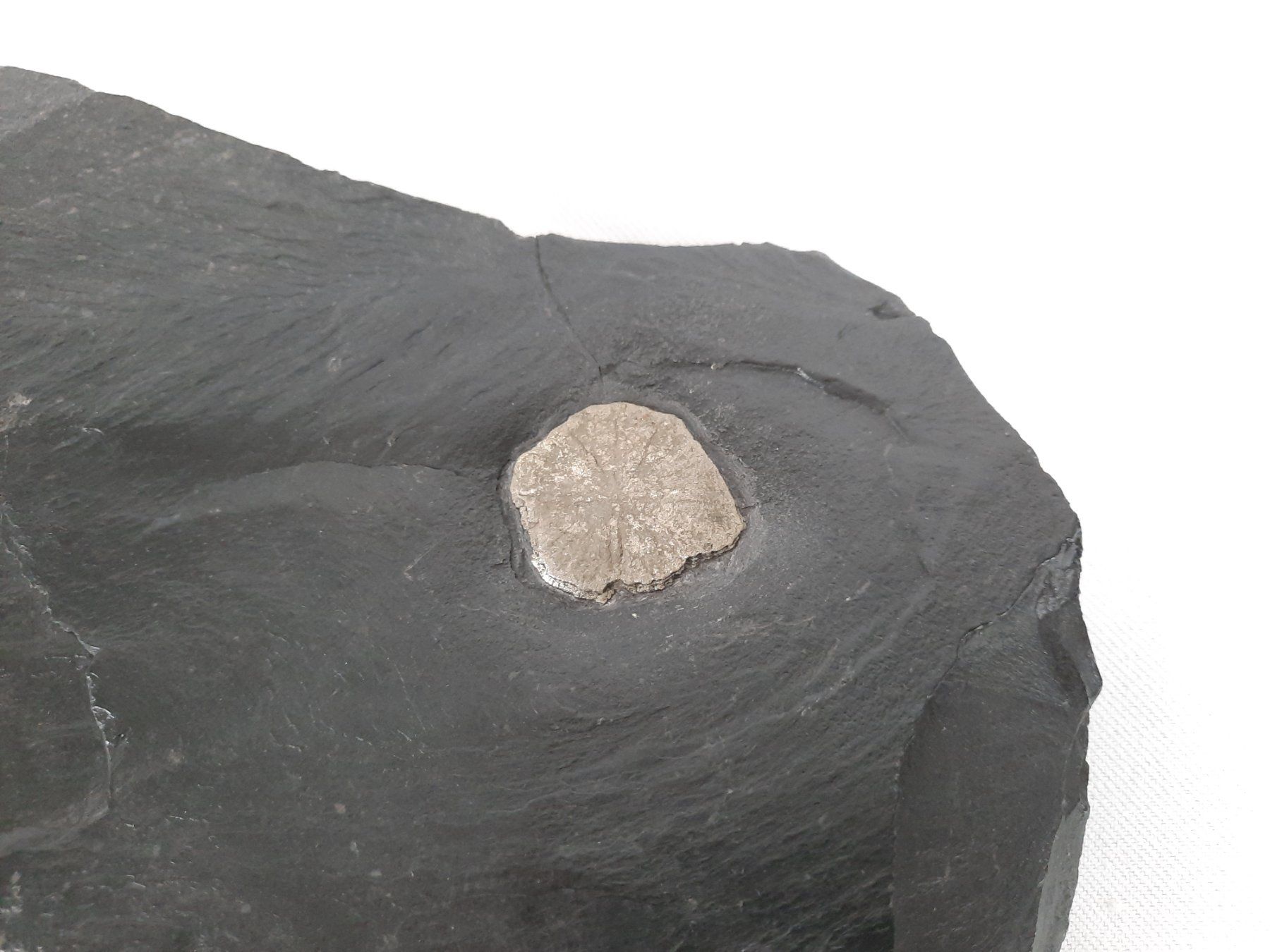 Mineralien & Heilsteine: 4 Pyrit Sonne auf Kohle-Schiefer – Gebraucht aus Beinwil am See von Restwert_Beinwil 6