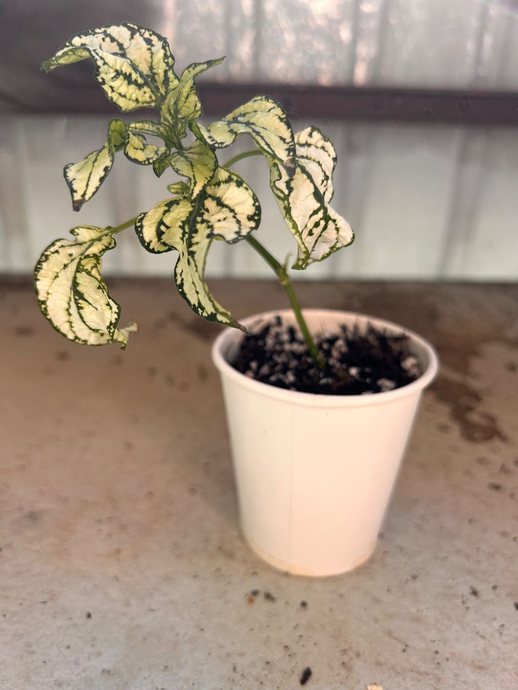 Piante & sementi: Hypoestes 🌱 – Usato da Zürich venduto da -Pflaenzlilade 1