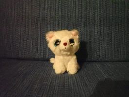 Weisse Katze mit grossen Glitzeraugen