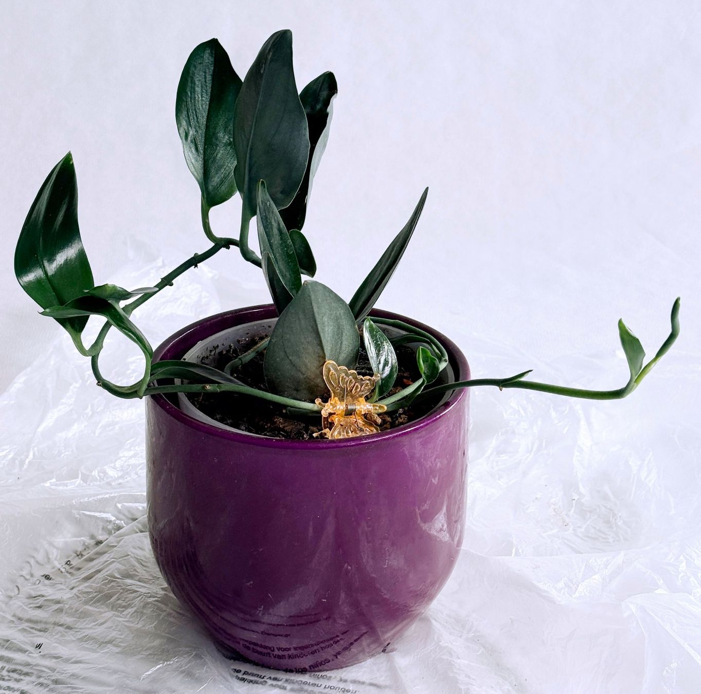 Piante & sementi: Scindapsus treubii Dark Form***** – Nuovo (secondo la descrizione) da Dübendorf venduto da Orchid18 1