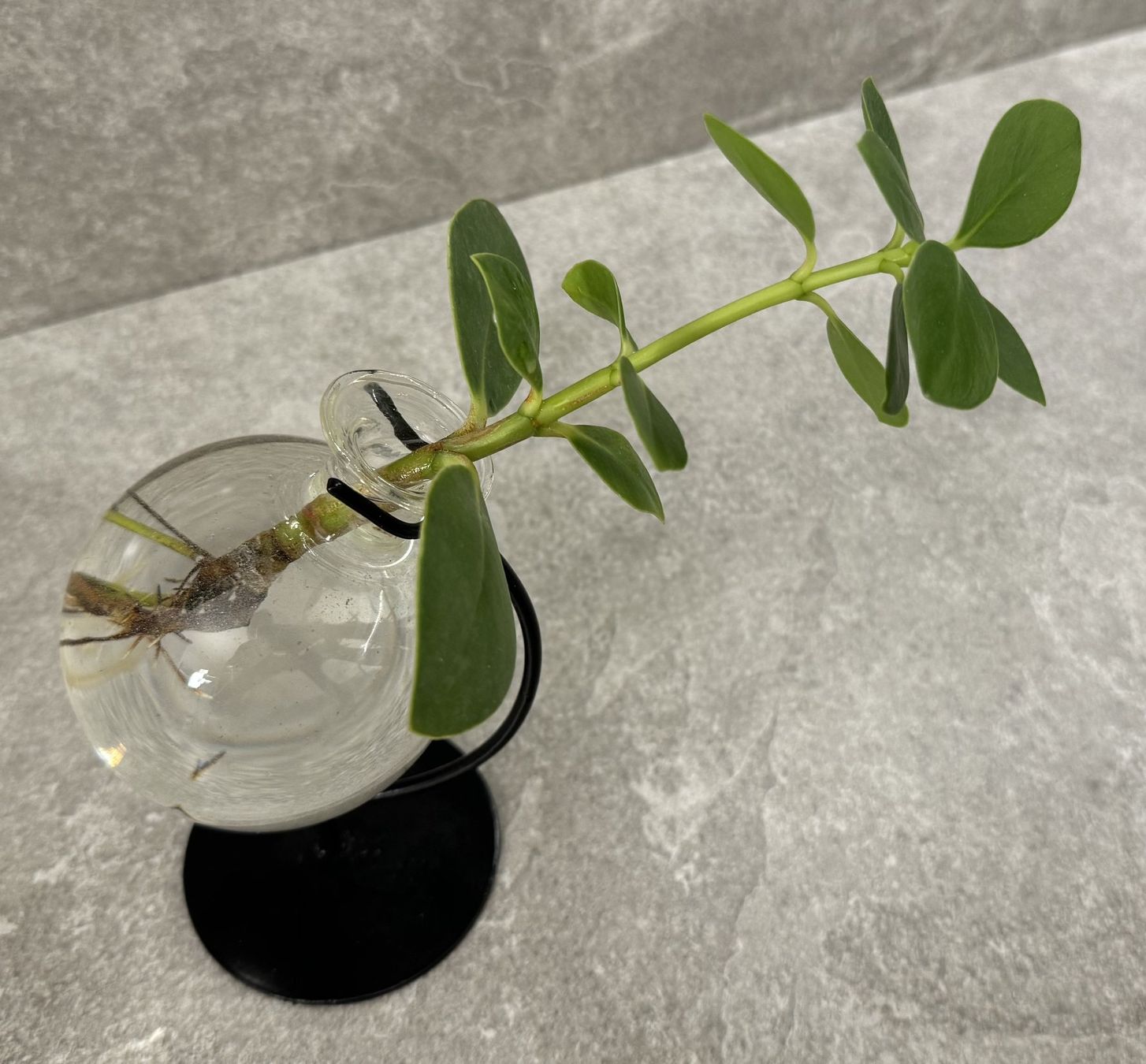 Piante & sementi: Grünpflanze im Wasserglas ... – Nuovo e nell'imballaggio originale da Chur venduto da Papageibarsch77 2