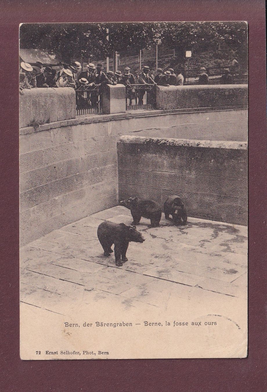Cartes postales: BERN - Bärengraben - 1905 – D'occasion à Pully par nicecards