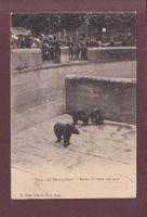 BERN - Bärengraben - 1905