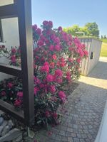 Grosser Rhododendron / Alpenrose, ca. 2 m hoch