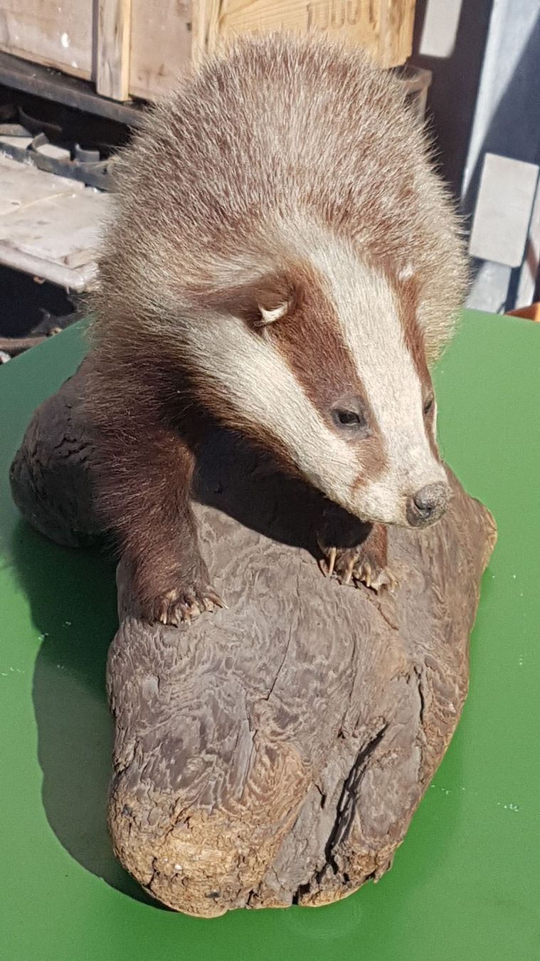 Il mondo degli animali: Dachs – Usato da Sils im Domleschg venduto da platin01 4