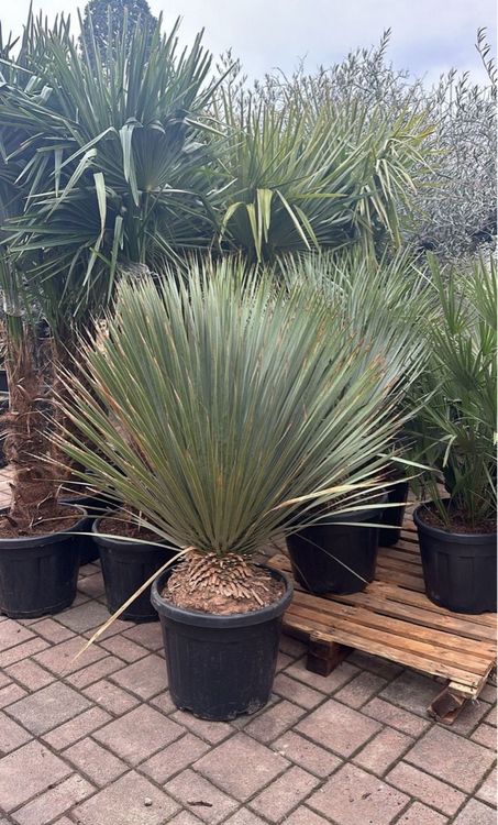 Palme winterhart bis 20 grad Kaufen auf Ricardo