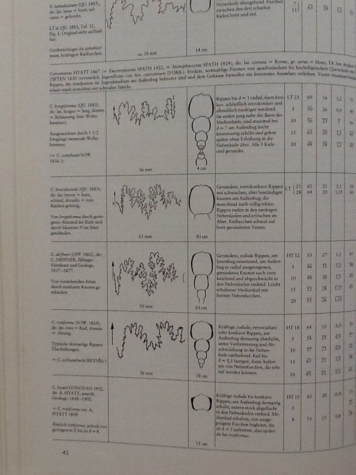 Libri: Fossilien Ammoniten Lias – Nuovo (secondo la descrizione) da Olten venduto da smiples 2