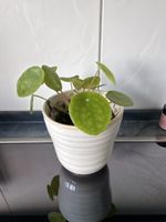 Pilea peperomioides mit Topf, pflegeleichte Zimmerpflanze