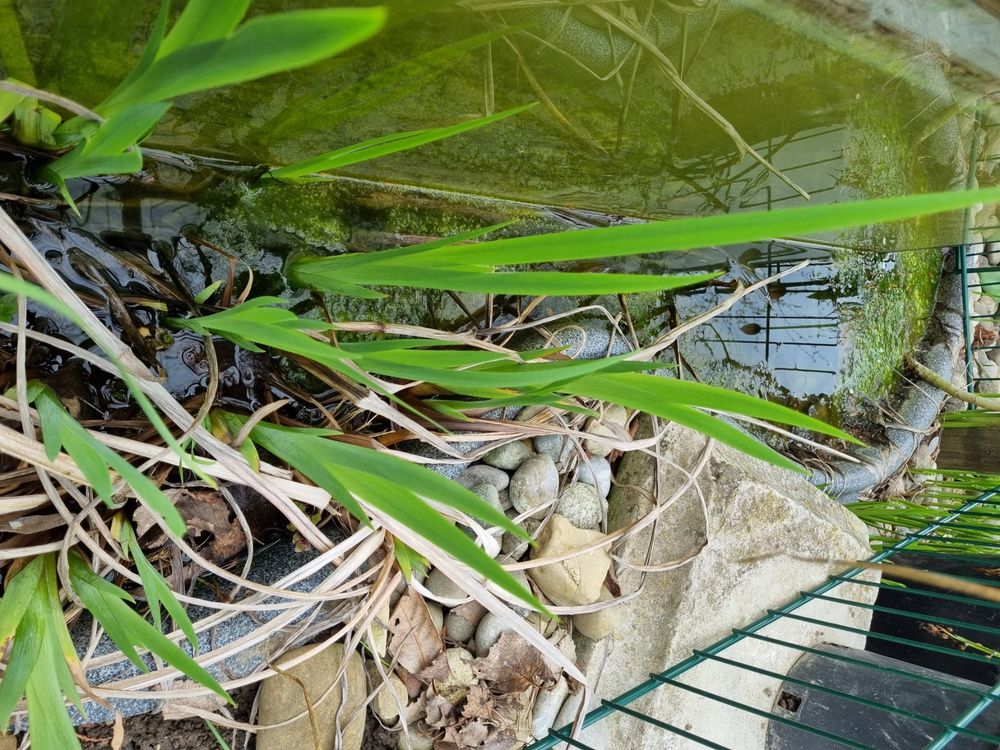Teich Pflanzen Kaufen auf Ricardo