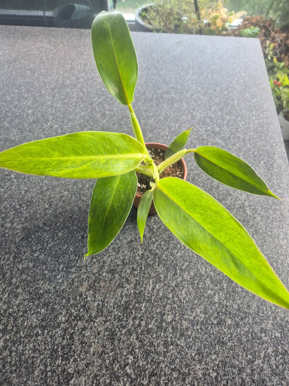 Pflanzen & Samen: Philodendron – Gebraucht aus Urtenen-Schönbühl von Pflanzenherberge
