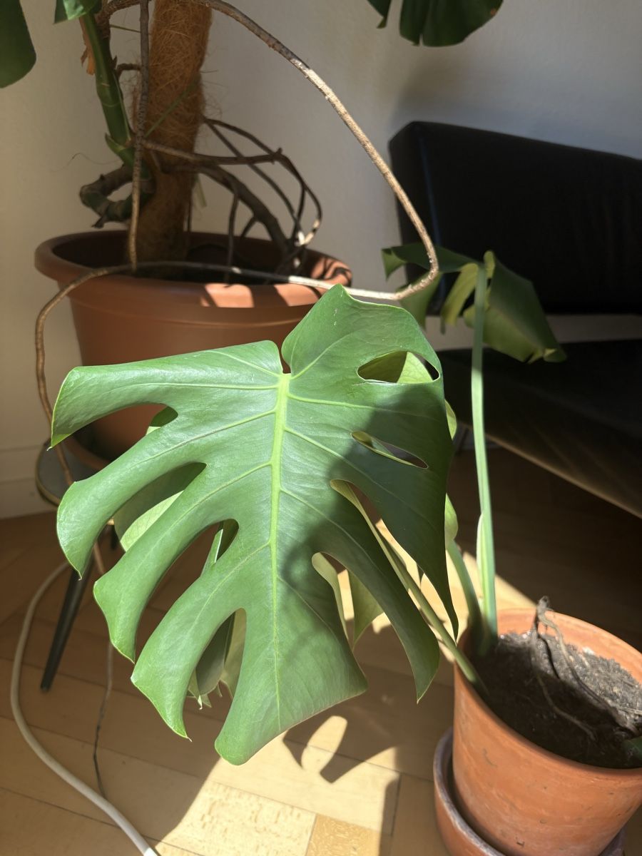 Piante & sementi: Zimmerpflanze Monstera Deliciosa – Usato da Zürich venduto da shoshukha 2