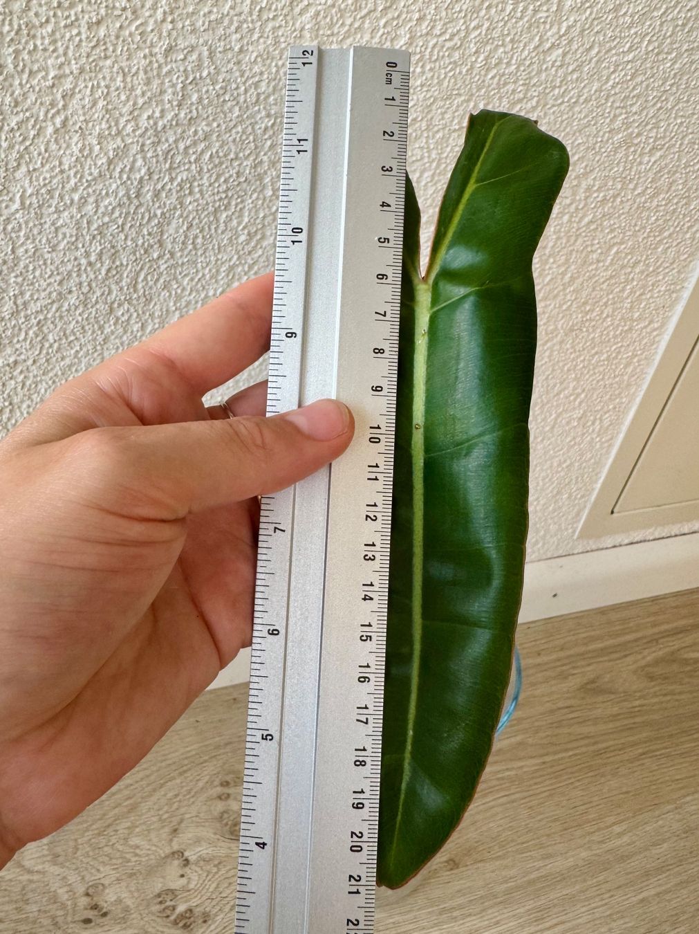 Piante & sementi: Philodendron Billietiae | Fresh Top Cutting | Large Leaf – Nuovo (secondo la descrizione) da Bülach venduto da Bloom_Witch 1
