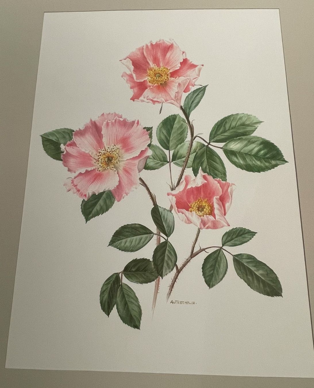 Bücher: Roses d’antan – Gebraucht aus Bärau von Bluemli21 6