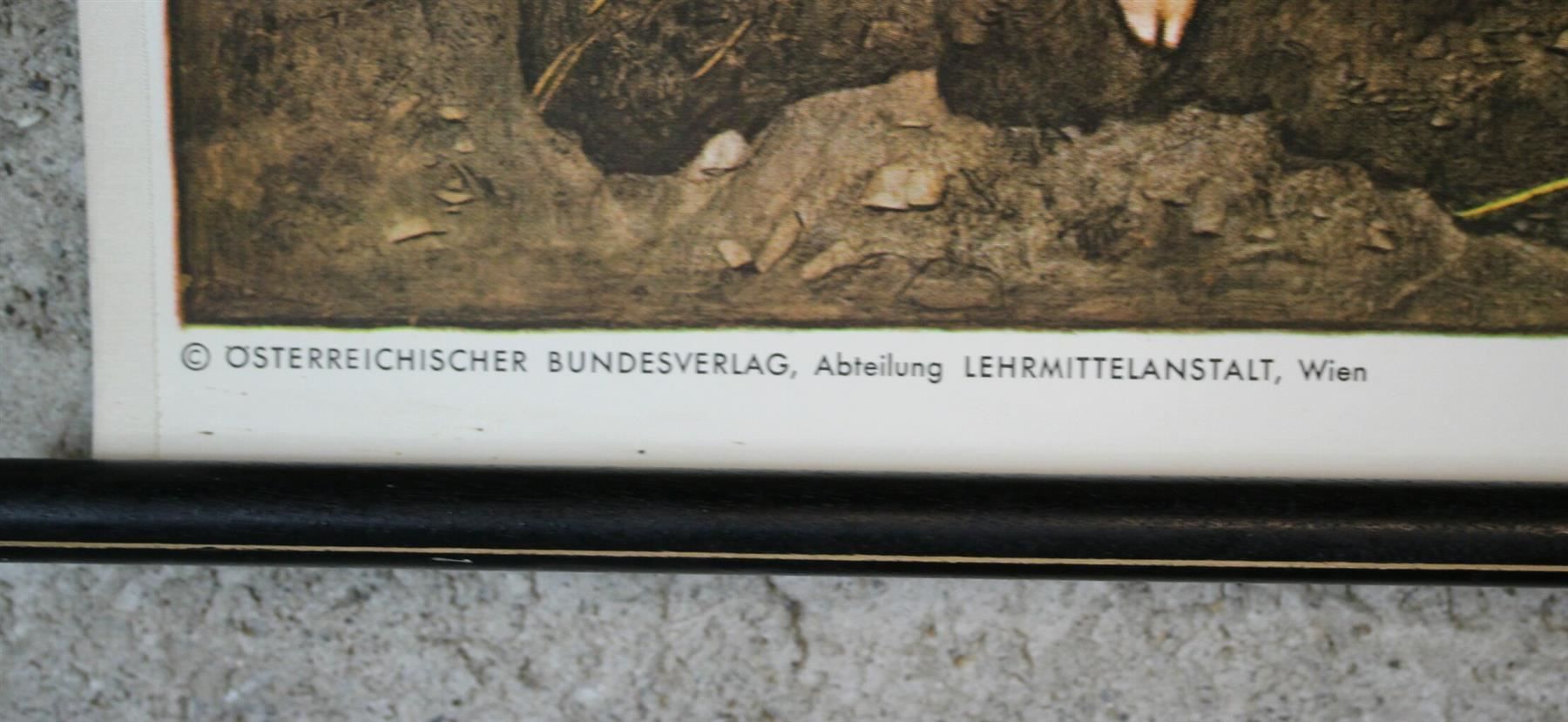 Foto & Immagini: Schulwandbild, Lehrtafel, Schwein, Ratte – Usato da Birrwil venduto da brandschatz_birrwil 6