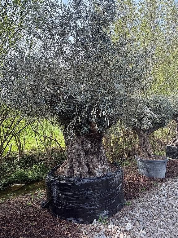 Pflanzen & Samen: Olivenbaum "Olea Europea 20" – Gebraucht aus Zuckenriet von Thur_Plant 2