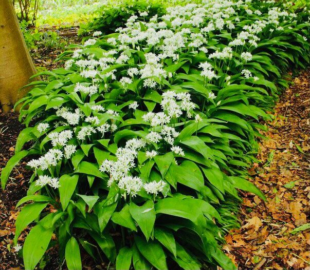 100 PFLANZEN BÄRLAUCH “ALLIUM URSINUM” WILD & BIO ! Ohne sie Kaufen