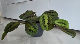 Wunderschöne Maranta leuconeura 'Fascinator' (Gebetspflanze)