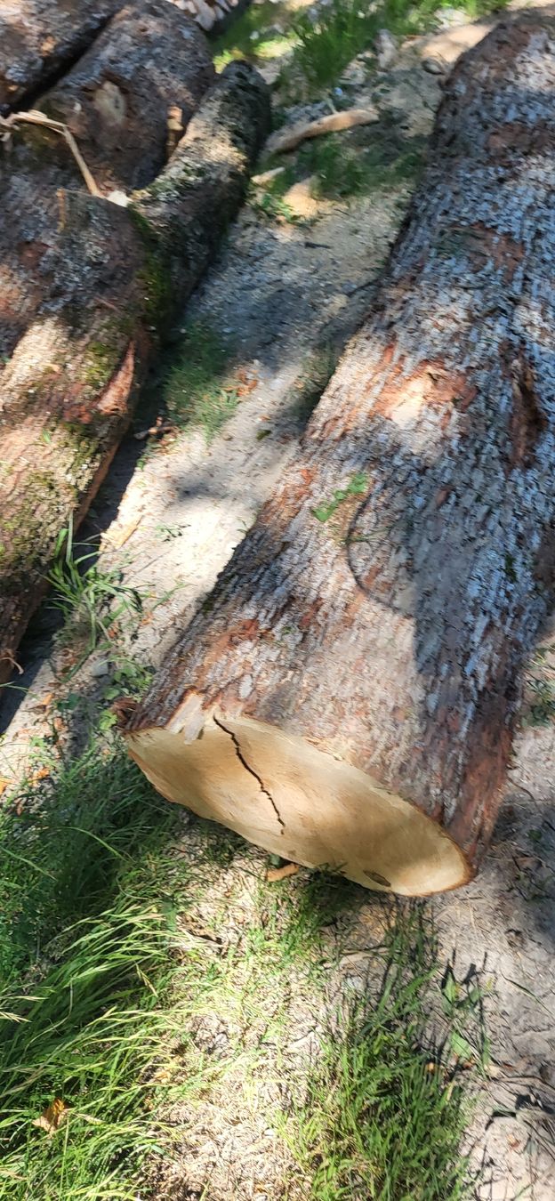 Holzartikel: Eiche Stamm Stammholz Massiv Eichenholz – Neu (gemäss Beschreibung) aus Jenins von Wald-kauz 1