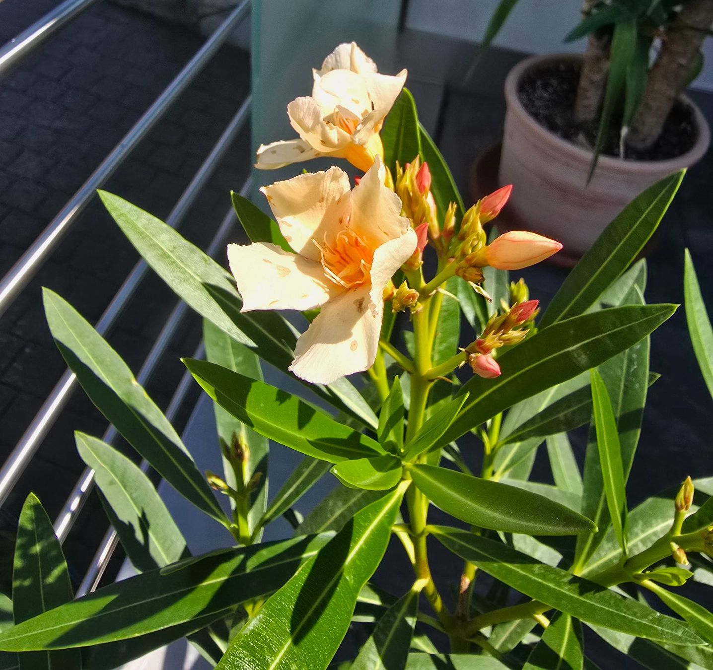 Plantes & graines: Oleander mit Topf – D'occasion à Aarburg par popkorn65 1