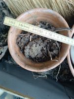 Rustikaler Blumentopf, Ø ca. 16cm, ideal für den Garten!