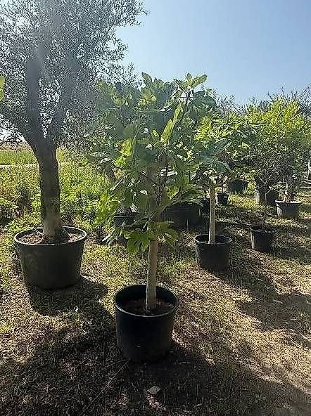 Plantes & graines: Feigenbaum Gr. XL – D'occasion à Zuckenriet par Thur_Plant 2