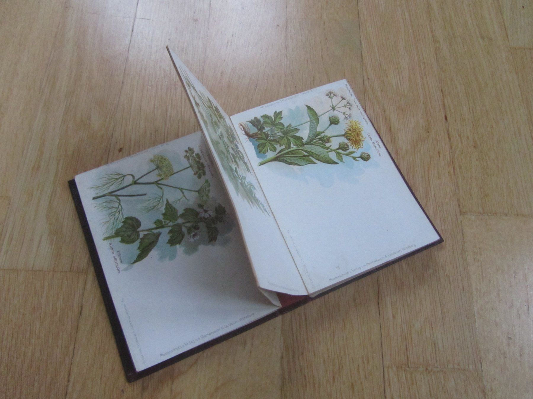Libri: Kneipp sche Pflanzenbilder – Usato da Seengen venduto da mikelele 5