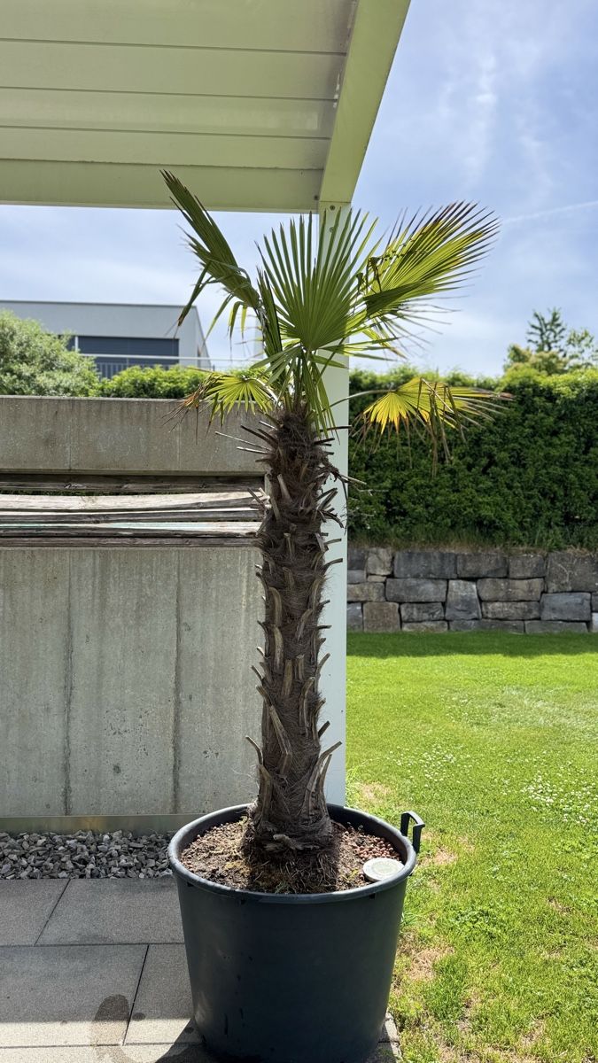 Piante & sementi: Palme inkl. Topf – Usato da Bellmund venduto da ani_27tx