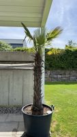 Palme inkl. Topf