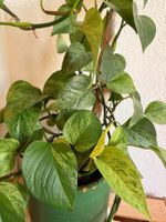 Pothos, sehr gesund 4m lang