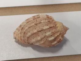 Muscheln Harfe Muschel Harpa Kajiyamai 51mm Schnecke Cebu