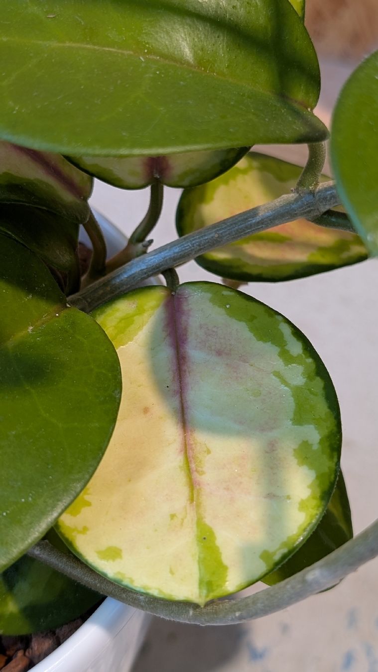 Plantes & graines: Hoya Australis – D'occasion à Untervaz par Lyraia 4