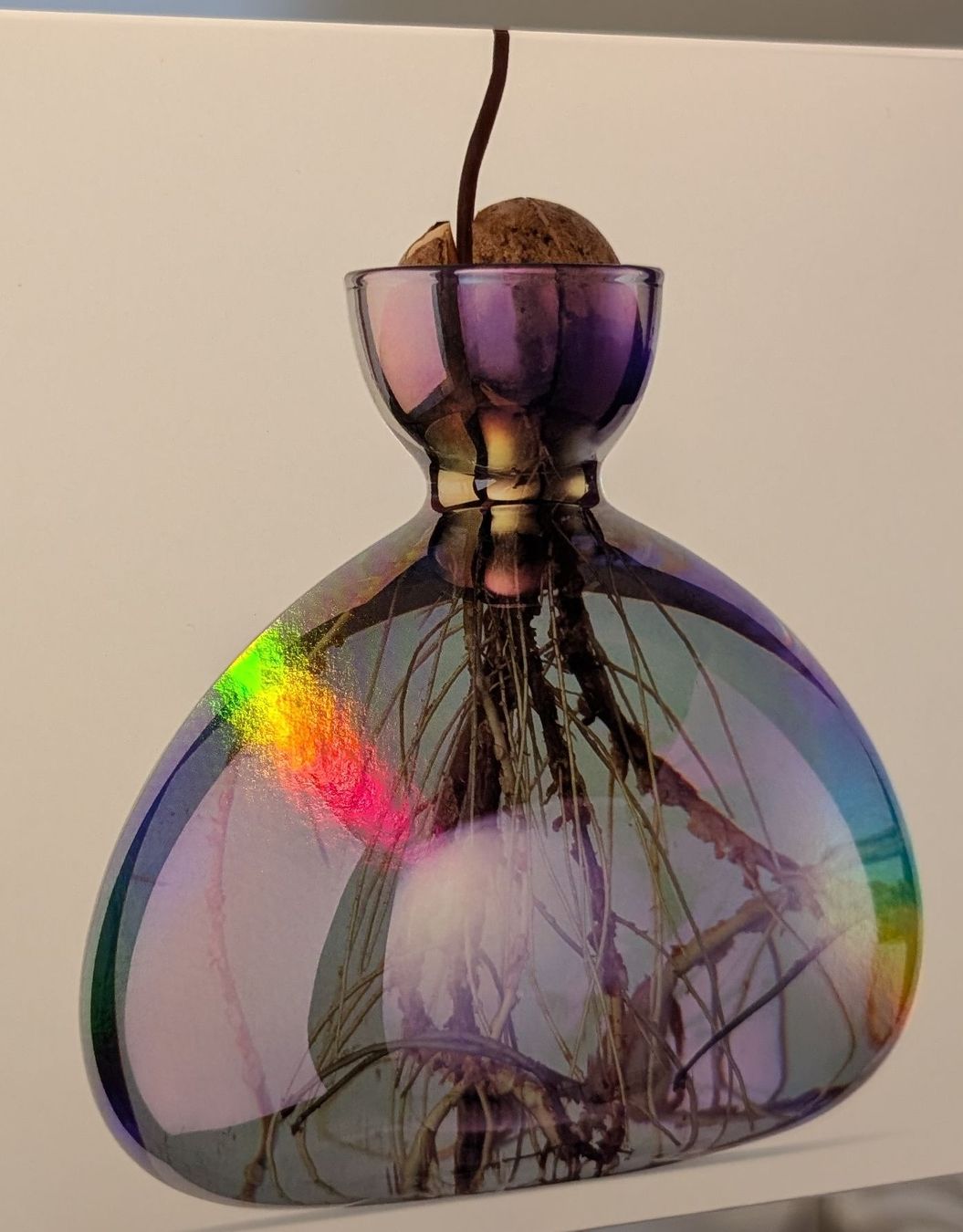 Vasi & Recipienti: Ilex Studio Avocado Vase iridescent- new – Nuovo e nell'imballaggio originale da Herrliberg venduto da Boeli2