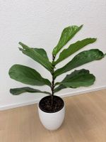 Ficus Lyrata Geigenfeige Fiddle Leaf fig potted plant 76 cm