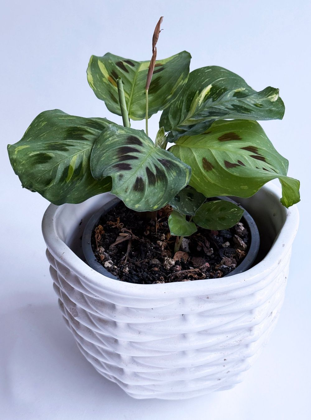 Piante & sementi: Maranta leuconeura 'Variegata'***** – Nuovo (secondo la descrizione) da Dübendorf venduto da Orchid18 1