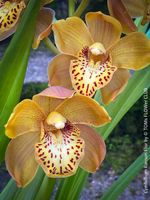 Cymbidium Ranson Flor mit zauberhaften Blüten