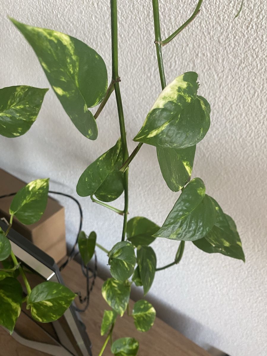 Piante & sementi: Epipremnum aureum Stecklinge (3.0) – Nuovo (secondo la descrizione) da Bern venduto da giuanna 2