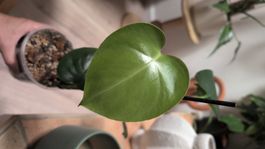 Monstera Deliciosa 40cm