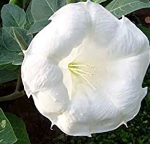 Pflanzen & Samen: LETZTE 15 SAMEN GRAINES SEMI: DATURA STRAMONIUM – Neu und originalverpackt aus Rovio von POSITIFFARTandPLANTS 7