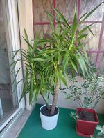 Superbe yucca d'intérieur - deux troncs - belle plante