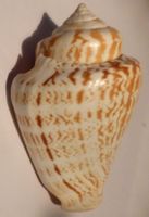 SCHÖNE STROMBUS LUHUANUS,-MUSCHEL-68,4 MM,-GUTE QUALITÄT